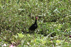 Jacana jacana image