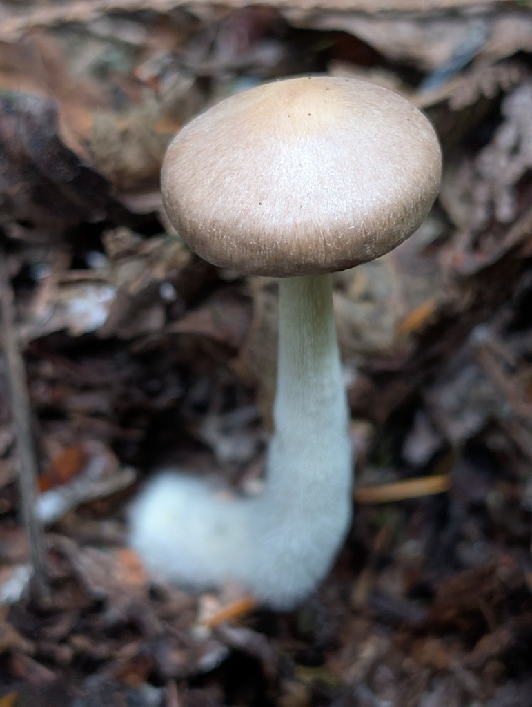 Wood Woolly-foot · July 2026 · photo: Photo: (c) Timothy McNitt, some rights reserved (CC BY) · iNaturalist