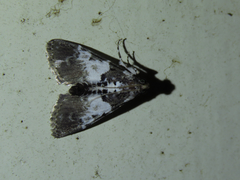 Termioptycha