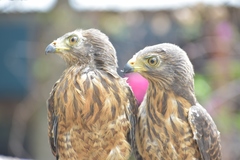 Rupornis magnirostris