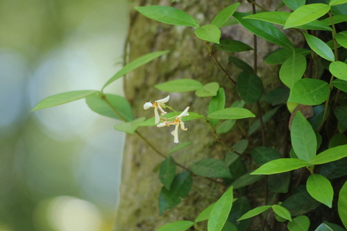 Trachelospermum jasminoides