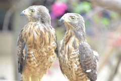 Rupornis magnirostris