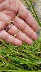 Carex debilis