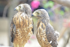 Rupornis magnirostris