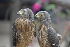 Rupornis magnirostris