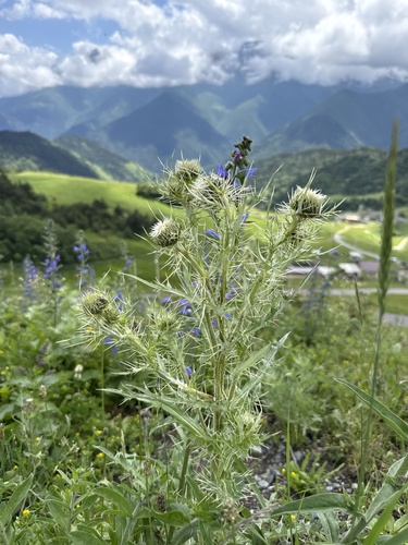 Cirsium echinus, photograph 2