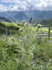 (c) Stanislav Murashkin, some rights reserved (CC BY) Cirsium echinus, photograph (c) Stanislav Murashkin, some rights reserved (CC BY)