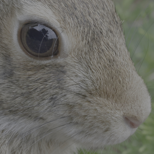 Eastern Cottontail photographed in Washington