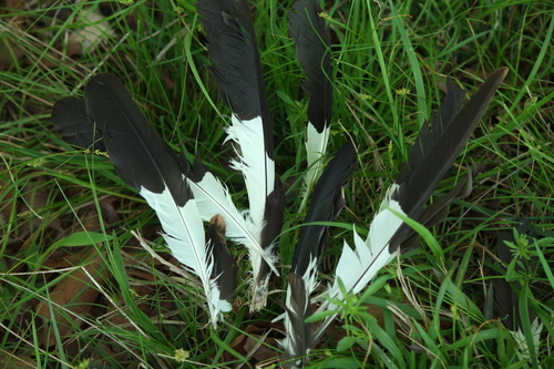 Pileated Woodpecker photographed in Arkansas