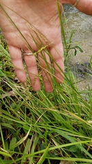 Carex debilis