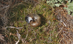 Powelliphanta