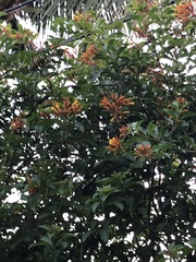 Hamelia patens glabra