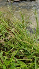 Carex debilis