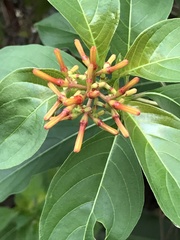 Hamelia patens glabra