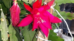 Disocactus ackermannii