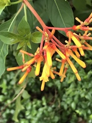 Hamelia patens glabra