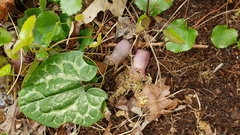 Hexastylis shuttleworthii