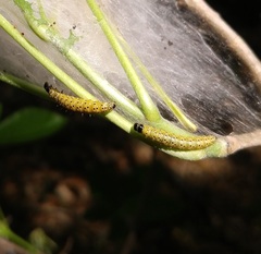 Archips rileyana
