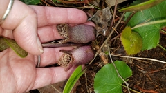 Hexastylis shuttleworthii