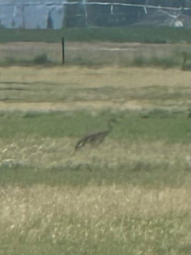 Sandhill Crane