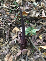 Amorphophallus henryi