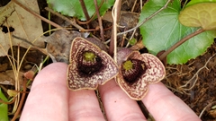 Hexastylis shuttleworthii