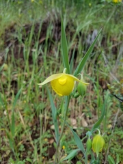 Calochortus pulchellus