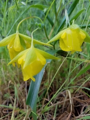 Calochortus pulchellus