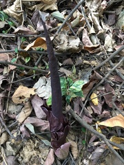 Amorphophallus henryi