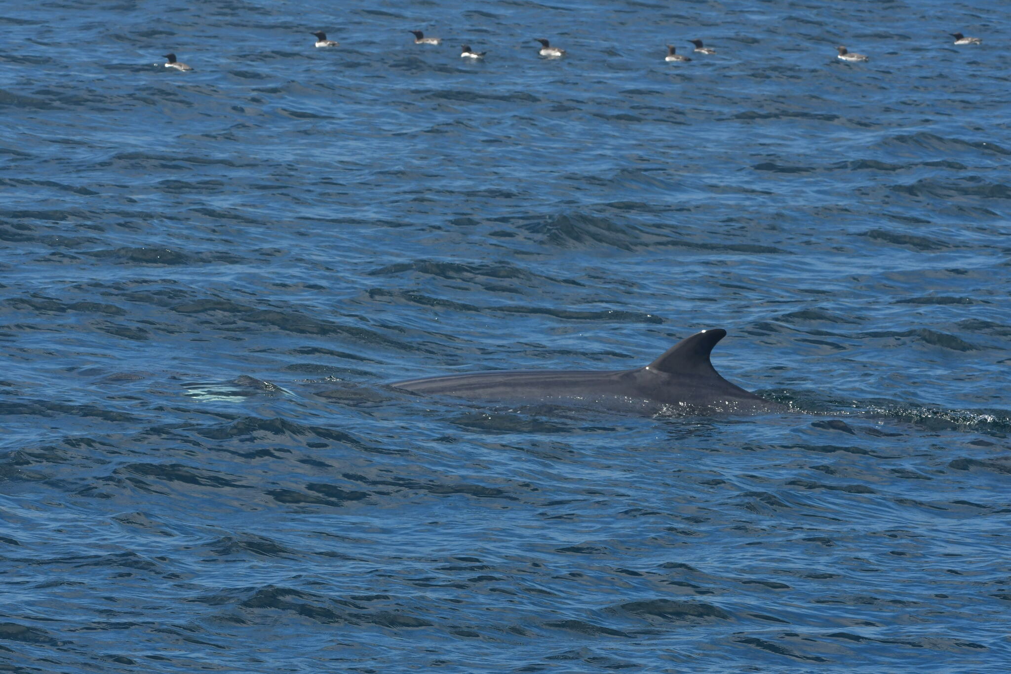 Balaenoptera acutorostrata