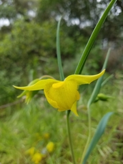 Calochortus pulchellus