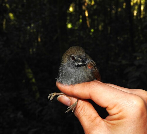 Grey-bellied Spinetail (Synallaxis cinerascens), photo 2