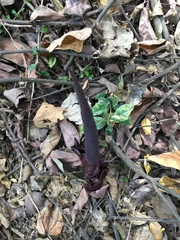 Amorphophallus henryi