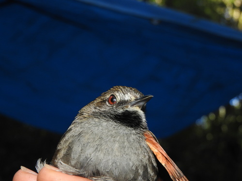 Grey-bellied Spinetail (Synallaxis cinerascens), photo 3