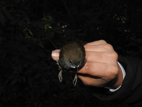 Grey-bellied Spinetail (Synallaxis cinerascens), photo 7