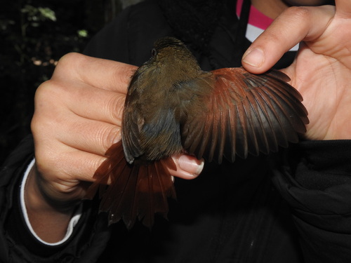 Grey-bellied Spinetail (Synallaxis cinerascens), photo 8