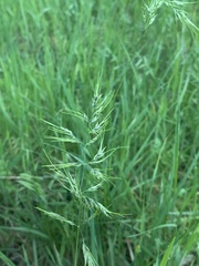 Poa bulbosa