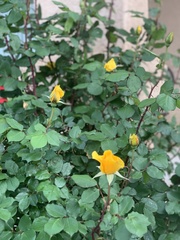 Magnoliopsida