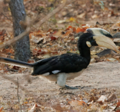 Malabar Pied Hornbill