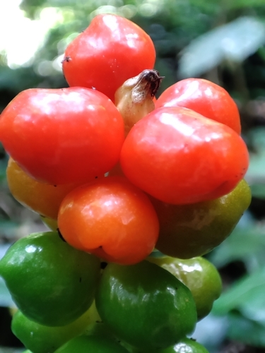 Arum megobrebi, photograph 5
