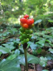 Arum megobrebi, photograph Anastasiia Samokhvalova, CC BY, iNaturalist via GBIF