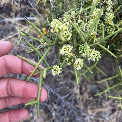 Koeberlinia spinosa, photograph (c) Mark Pollock, some rights reserved (CC BY)