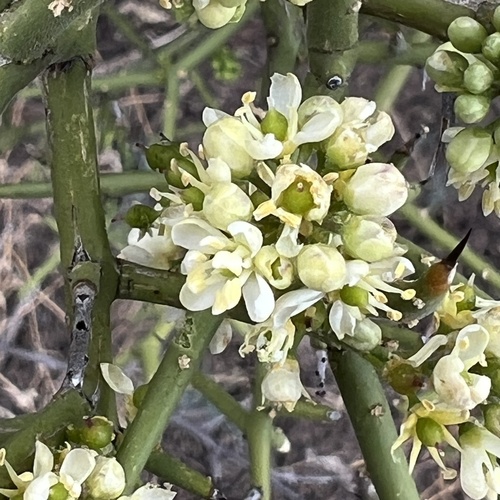 Koeberlinia spinosa, photograph 5