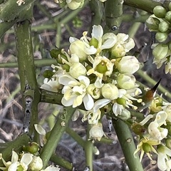 Koeberlinia spinosa, photograph (c) Mark Pollock, some rights reserved (CC BY)