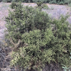 Koeberlinia spinosa, photograph (c) Mark Pollock, some rights reserved (CC BY)