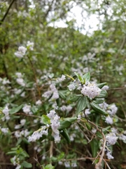 Ceanothus oliganthus sorediatus