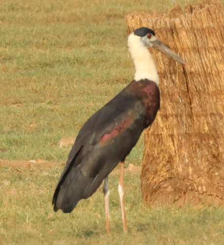 Asian Woolly-necked Stork