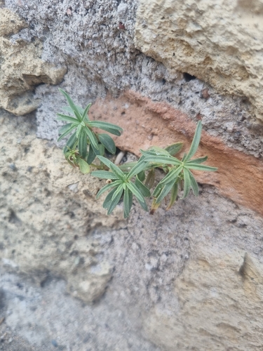 Antirrhinum siculum, photograph 3