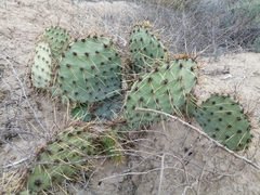 Opuntia rastrera