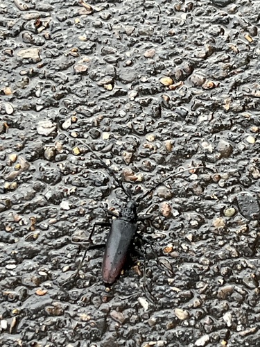 Great capricorn beetle